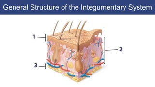 General Structure of the Integumentary System
 