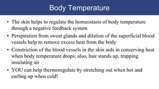 Body Temperature
• The skin helps to regulate the homeostasis of body temperature
through a negative feedback system
• Perspiration from sweat glands and dilation of the superficial blood
vessels help to remove excess heat from the body
• Constriction of the blood vessels in the skin aids in conserving heat
when body temperature drops; also, hair stands up, trapping
insulating air
• YOU can help thermoregulate by stretching out when hot and
curling up when cold!
 