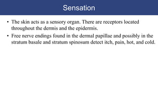 Sensation
• The skin acts as a sensory organ. There are receptors located
throughout the dermis and the epidermis.
• Free nerve endings found in the dermal papillae and possibly in the
stratum basale and stratum spinosum detect itch, pain, hot, and cold.
 