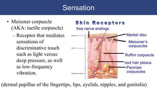 Sensation
• Meissner corpuscle
(AKA: tactile corpuscle)
– Receptor that mediates
sensations of
discriminative touch
such as light versus
deep pressure, as well
as low-frequency
vibration.
(dermal papillae of the fingertips, lips, eyelids, nipples, and genitalia)
 
