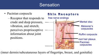 Sensation
• Pacinian corpuscle
– Receptor that responds to
crude and deep pressure,
vibration, and stretch;
perceives proprioceptive
information about joint
positions.
(inner dermis/subcutaneous layers of fingertips, breast, and genitalia)
 