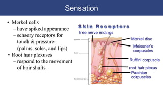 Sensation
• Merkel cells
– have spiked appearance
– sensory receptors for
touch & pressure
(palms, soles, and lips)
• Root hair plexuses
– respond to the movement
of hair shafts
 