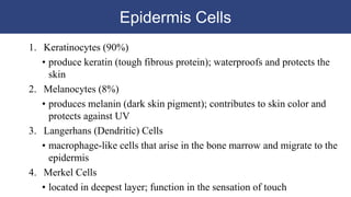 Epidermis Cells
1. Keratinocytes (90%)
• produce keratin (tough fibrous protein); waterproofs and protects the
skin
2. Melanocytes (8%)
• produces melanin (dark skin pigment); contributes to skin color and
protects against UV
3. Langerhans (Dendritic) Cells
• macrophage-like cells that arise in the bone marrow and migrate to the
epidermis
4. Merkel Cells
• located in deepest layer; function in the sensation of touch
 