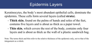Epidermis Layers
Keratinocytes, the body’s most abundant epithelial cells, dominate the
epidermis. These cells form several layers (called strata).
– Thick skin, found on the palms of hands and soles of the feet,
contains five layers and is about as thick as a paper towel.
– Thin skin, which covers the rest of the body, contains only four
layers and is about as thick as the wall of a plastic sandwich bag.
Note: The terms thick and thin refer to the relative thickness of the epidermis only, not to that of the
integument as a whole.
 
