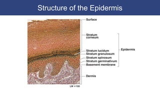 Structure of the Epidermis
 