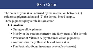 Skin Color
The color of your skin is caused by the interaction between (1)
epidermal pigmentation and (2) the dermal blood supply.
Three pigments play a role in skin color:
1. Carotene:
• Orange-yellow pigment
• Mostly in the stratum corneum and fatty areas of the dermis
• Precursor of Vitamin A (synthesizes vision pigments)
• Accounts for the yellowish hue of Asian skin
• Fun Fact: also found in orange vegetables (carrots)
 