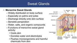 Sweat Glands
• Merocrine Sweat Glands
– Widely distributed on body surface
– Especially on palms and soles
– Discharge directly onto skin surface
– Sensible perspiration
– Water, salts, and organic compounds
– Functions of merocrine sweat gland
activity:
• Cools skin
• Excretes water and electrolytes
• Flushes microorganisms and harmful
chemicals from skin
 
