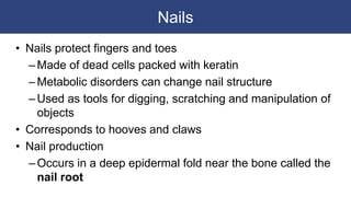 Nails
• Nails protect fingers and toes
–Made of dead cells packed with keratin
–Metabolic disorders can change nail structure
–Used as tools for digging, scratching and manipulation of
objects
• Corresponds to hooves and claws
• Nail production
–Occurs in a deep epidermal fold near the bone called the
nail root
 