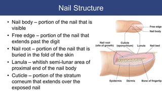Nail Structure
• Nail body – portion of the nail that is
visible
• Free edge – portion of the nail that
extends past the digit
• Nail root – portion of the nail that is
buried in the fold of the skin
• Lanula – whitish semi-lunar area of
proximal end of the nail body
• Cuticle – portion of the stratum
corneum that extends over the
exposed nail
 