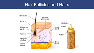 Hair Follicles and Hairs
 