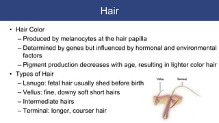 Hair
• Hair Color
– Produced by melanocytes at the hair papilla
– Determined by genes but influenced by hormonal and environmental
factors
– Pigment production decreases with age, resulting in lighter color hair
• Types of Hair
– Lanugo: fetal hair usually shed before birth
– Vellus: fine, downy soft short hairs
– Intermediate hairs
– Terminal: longer, courser hair
 