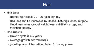 Hair
• Hair Loss
– Normal hair loss is 70-100 hairs per day
– Hair loss can be increased by illness, diet, high fever, surgery,
blood loss, stress, rapid weight loss, childbirth, drugs, and
radiation therapy
• Hair Growth
– Growth cycle is 2-5 years
– Average growth is 2 mm/week
– growth phase  transition phase  resting phase
 