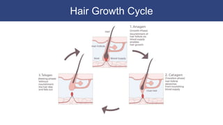 Hair Growth Cycle
 