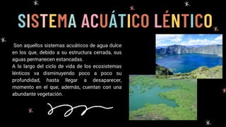 SISTEMA ACUÁTICO LÉNTICO
Son aquellos sistemas acuáticos de agua dulce
en los que, debido a su estructura cerrada, sus
aguas permanecen estancadas.
A lo largo del ciclo de vida de los ecosistemas
lénticos va disminuyendo poco a poco su
profundidad, hasta llegar a desaparecer,
momento en el que, además, cuentan con una
abundante vegetación.
 