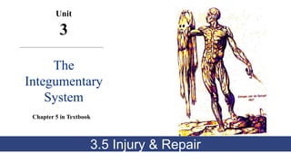 Unit
3
The
Integumentary
System
Chapter 5 in Textbook
3.5 Injury & Repair
 