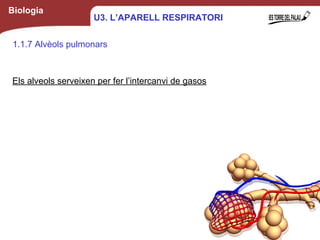 Biologia
1.1.7 Alvèols pulmonars
Els alveols serveixen per fer l’intercanvi de gasos
11
U3. L’APARELL RESPIRATORI
 