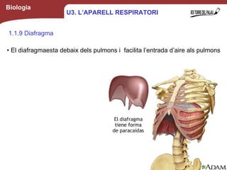Biologia
1.1.9 Diafragma
• El diafragmaesta debaix dels pulmons i facilita l’entrada d’aire als pulmons
12
U3. L’APARELL RESPIRATORI
 