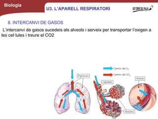 Biologia
8. INTERCANVI DE GASOS
L’intercanvi de gasos sucedeis als alveols i serveix per transportar l’oxigen a
les cel·lules i treure el CO2
13
U3. L’APARELL RESPIRATORI
 