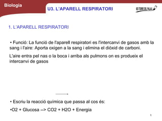 Biologia
1
U3. L’APARELL RESPIRATORI
• Funció: La funció de l'aparell respiratori es l'intercanvi de gasos amb la
sang i l'aire: Aporta oxigen a la sang i elimina el diòxid de carboni.
L'aire entra pel nas o la boca i arriba als pulmons on es produeix el
intercanvi de gasos
• Escriu la reacció química que passa al cos és:
•O2 + Glucosa --> CO2 + H2O + Energia
1. L’APARELL RESPIRATORI
 