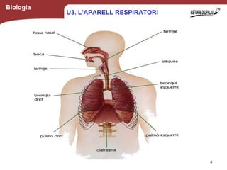 Biologia
4
U3. L’APARELL RESPIRATORI
 