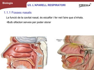 Biologia
1.1.1 Fosses nasals
La funció de la cavitat nasal, és escalfar i fer net l'aire que s'inhala.
•Bulb olfactori serveix per poder olorar
5
U3. L’APARELL RESPIRATORI
 