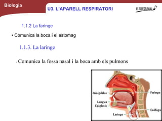 Biologia
1.1.2 La faringe
6
• Comunica la boca i el estomag
U3. L’APARELL RESPIRATORI
1.1.3. La laringe
1.1.3. La laringe
∙ Comunica la fossa nasal i la boca amb els pulmons
 