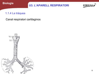 Biologia
1.1.4 La tràquea
Canal respiratori cartilaginos
8
U3. L’APARELL RESPIRATORI
 