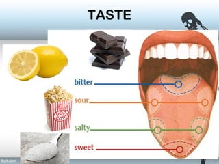 Discovering the human body unit | PPT