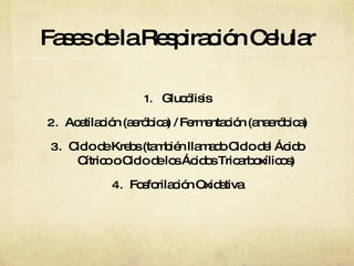 Fases de la Respiración Celular Glucólisis Acetilación (aeróbica) / Fermentación (anaeróbica) Ciclo de Krebs (también llamado Ciclo del Ácido Cítrico o Ciclo de los Ácidos Tricarboxílicos) Fosforilación Oxidativa 