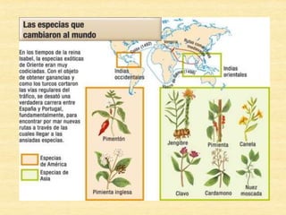 • Políticas: Europa expande su influencia hacia
el Nuevo Mundo, con el establecimiento de
colonias.
• Económicas: España se instala como único
comprador de materias primas y vendedor de
manufacturas para América (monopolio). Esto
se fundaba en la importancia de la
apropiación de metales preciosos como
fuente de riqueza (mercantilismo)
 
