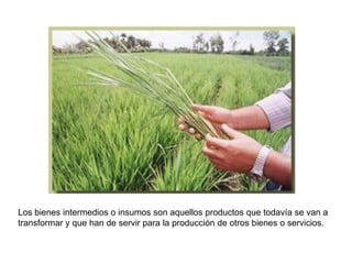 Los bienes intermedios o insumos son aquellos productos que todavía se van a
transformar y que han de servir para la producción de otros bienes o servicios.
 