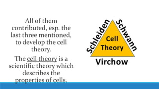 All of them
contributed, esp. the
last three mentioned,
to develop the cell
theory.
The cell theory is a
scientific theory which
describes the
properties of cells.
 