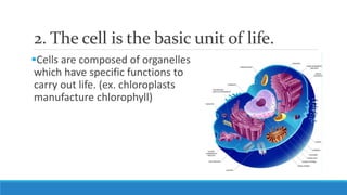 2. The cell is the basic unit of life.
Cells are composed of organelles
which have specific functions to
carry out life. (ex. chloroplasts
manufacture chlorophyll)
 