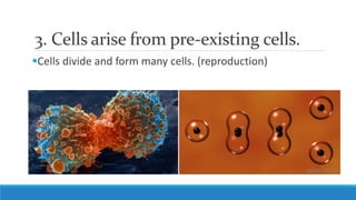 3. Cells arise from pre-existing cells.
Cells divide and form many cells. (reproduction)
 