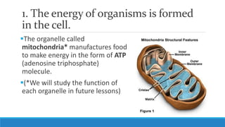1. The energy of organisms is formed
in the cell.
The organelle called
mitochondria* manufactures food
to make energy in the form of ATP
(adenosine triphosphate)
molecule.
(*We will study the function of
each organelle in future lessons)
 