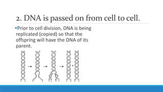 2. DNA is passed on from cell to cell.
Prior to cell division, DNA is being
replicated (copied) so that the
offspring will have the DNA of its
parent.
 