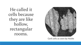 He called it
cells because
they are like
hollow,
rectangular
rooms.
Cork cells as seen by Hooke
 