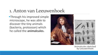 1. Anton van Leeuwenhoek
Through his improved simple
microscope, he was able to
discover the tiny animals
(bacteria, protozoan) which
he called the animalcules.
Animalcules sketched
by Leeuwenhoek
 