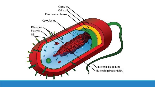 Unit 3; Lesson 3.4 - Prokaryotes vs. Eukaryotes
