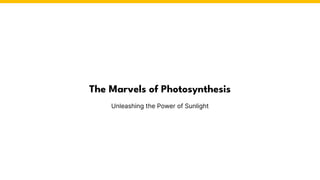 The Marvels of Photosynthesis
Unleashing the Power of Sunlight
 
