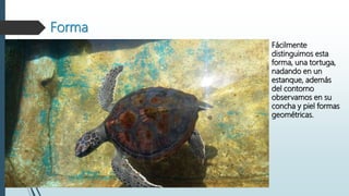 Forma
Fácilmente
distinguimos esta
forma, una tortuga,
nadando en un
estanque, además
del contorno
observamos en su
concha y piel formas
geométricas.
 