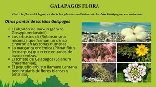 GALAPAGOS FLORA
Entre la flora del lugar, es decir las plantas endémicas de las Isla Galápagos, encontramos:
El algodón de Darwin (género
Gossypiumdarwinii).
Los arbustos de (Robinsoniana
miconia), que forman un denso
cinturón en las zonas húmedas.
La margarita endémica (Pinnatifidus
lecocarpus) que crece en zonas de
lava o cenizas.
El tomate de Galápagos (Solanum
cheesmaniae).
El pequeño arbusto llamado Lantana
peduncularis de flores blancas y
amarillas.
Otras plantas de las Islas Galápagos
 