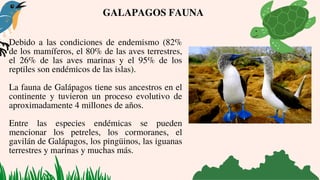 Debido a las condiciones de endemismo (82%
de los mamíferos, el 80% de las aves terrestres,
el 26% de las aves marinas y el 95% de los
reptiles son endémicos de las islas).
La fauna de Galápagos tiene sus ancestros en el
continente y tuvieron un proceso evolutivo de
aproximadamente 4 millones de años.
Entre las especies endémicas se pueden
mencionar los petreles, los cormoranes, el
gavilán de Galápagos, los pingüinos, las iguanas
terrestres y marinas y muchas más.
GALAPAGOS FAUNA
 