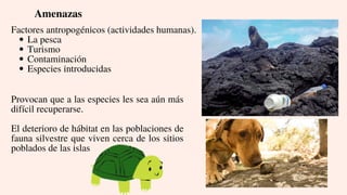 Amenazas
La pesca
Turismo
Contaminación
Especies introducidas
Factores antropogénicos (actividades humanas).
Provocan que a las especies les sea aún más
difícil recuperarse.
El deterioro de hábitat en las poblaciones de
fauna silvestre que viven cerca de los sitios
poblados de las islas
 