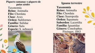 Piquero camanay o piquero de
patas azules
Taxonomía
Reino: Animalia
Filo: Chordata
Clase: Aves
Orden: Suliformes
Familia: Sulidae
Género: Sula
Especie: S. nebouxii
Iguana terrestre
Taxonomía
Reino: Animalia
Filo: Chordata
Clase: Sauropsida
Orden: Squamata
Suborden: Lacertilia
Familia: Iguanidae
Género: Conolophus
Fitzinger, 1843
 