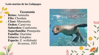 León marino de las Galápagos
Taxonomía
Reino: Animalia
Filo: Chordata
Clase: Mammalia
Orden: Carnivora
Suborden: Caniformia
Superfamilia: Pinnipedia
Familia: Otariidae
Género: Zalophus
Especie: Z. wollebaeki
Sivertsen, 1953
 