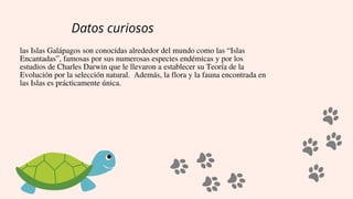 Datos curiosos


las Islas Galápagos son conocidas alrededor del mundo como las “Islas

Encantadas”, famosas por sus numerosas especies endémicas y por los

estudios de Charles Darwin que le llevaron a establecer su Teoría de la

Evolución por la selección natural. Además, la flora y la fauna encontrada en

las Islas es prácticamente única.
 