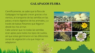 GALAPAGOS FLORA
Científicamente, se sabe que la flora de
Galápagos ha logrado crecer gracias a los
vientos, al transporte de las semillas en las
patas y tracto digestivo de los animales, y a
través de balsas flotantes que llegaron
desde los ríos al mar.
Cabe aclarar que no todas las semillas
eran aptas para todos los tipos de suelos,
así que estas germinaron en las diferentes
zonas de vegetación a la que mejor se
adaptaron.


 