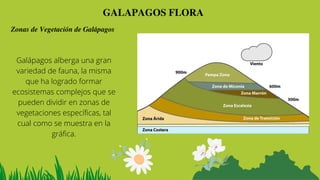 GALAPAGOS FLORA
Zonas de Vegetación de Galápagos
Galápagos alberga una gran
variedad de fauna, la misma
que ha logrado formar
ecosistemas complejos que se
pueden dividir en zonas de
vegetaciones específicas, tal
cual como se muestra en la
gráfica.
 