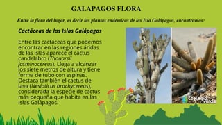 GALAPAGOS FLORA
Entre la flora del lugar, es decir las plantas endémicas de las Isla Galápagos, encontramos:
Cactáceas de las Islas Galápagos
Entre las cactáceas que podemos
encontrar en las regiones áridas
de las islas aparece el cactus
candelabro (Thouarsii
jasminocereus). Llega a alcanzar
los siete metros de altura y tiene
forma de tubo con espinas.
Destaca también el cactus de
lava (Nesioticus brachycereus),
considerada la especie de cactus
más pequeña que habita en las
Islas Galápagos.
 